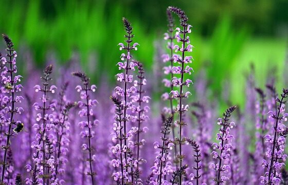 jak zaplanować prace w ogrodzie